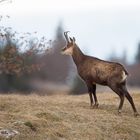 Chamois