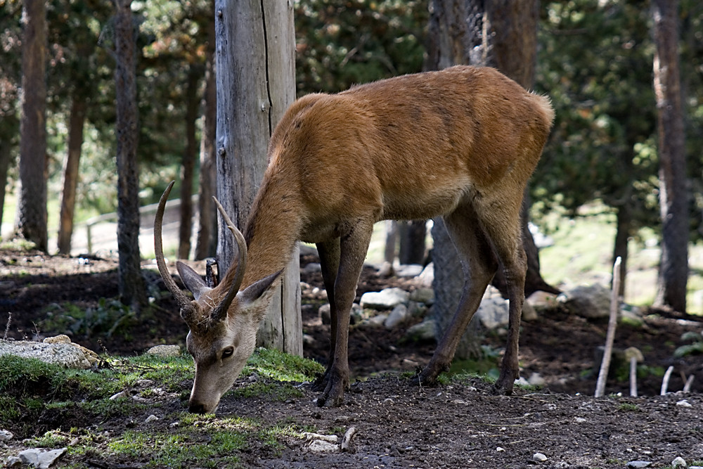 Chamois