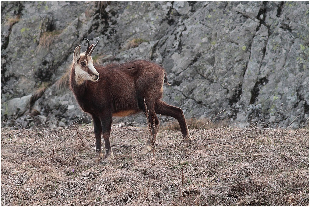 Chamois