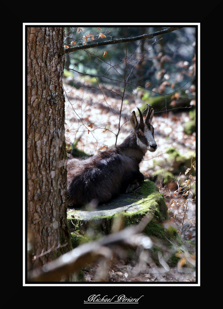 Chamois