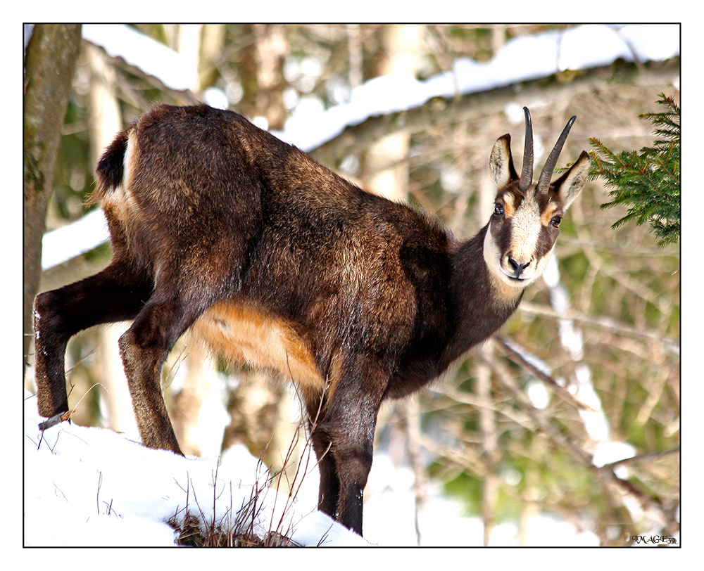 Chamois