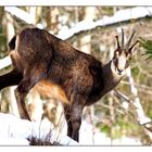 Chamois