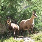 Chamois