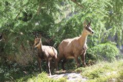 Chamois