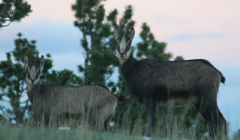 Chamois