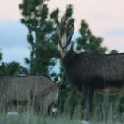 Chamois