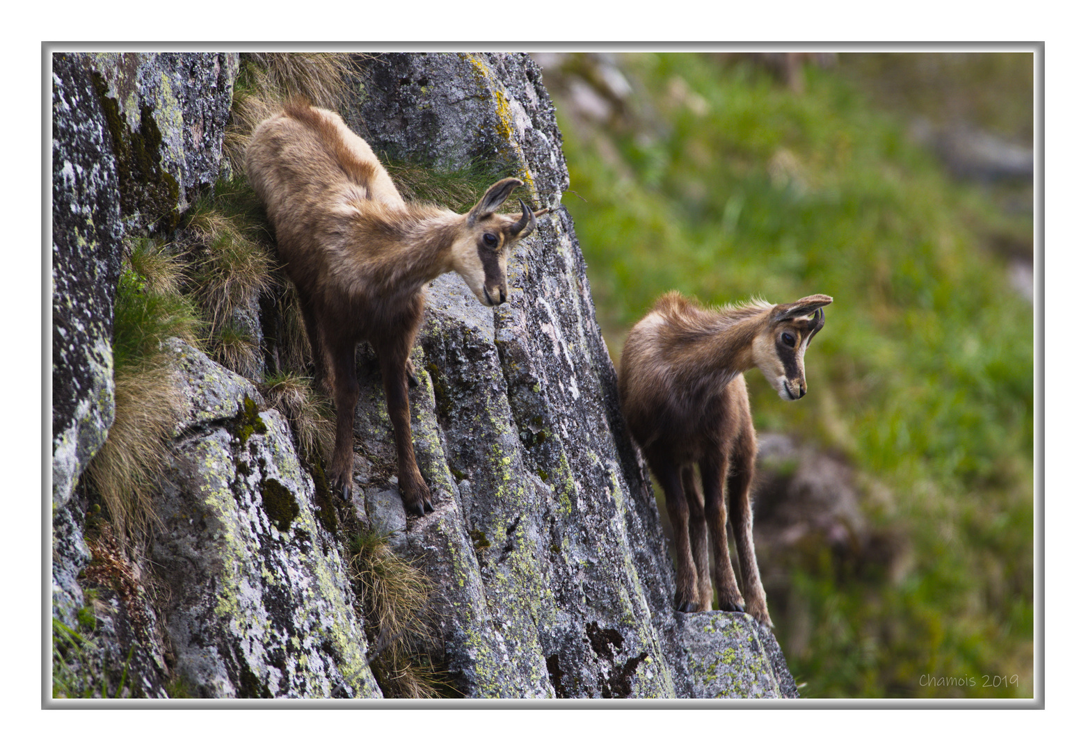 Chamois 