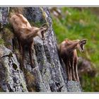 Chamois 