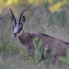 Chamois