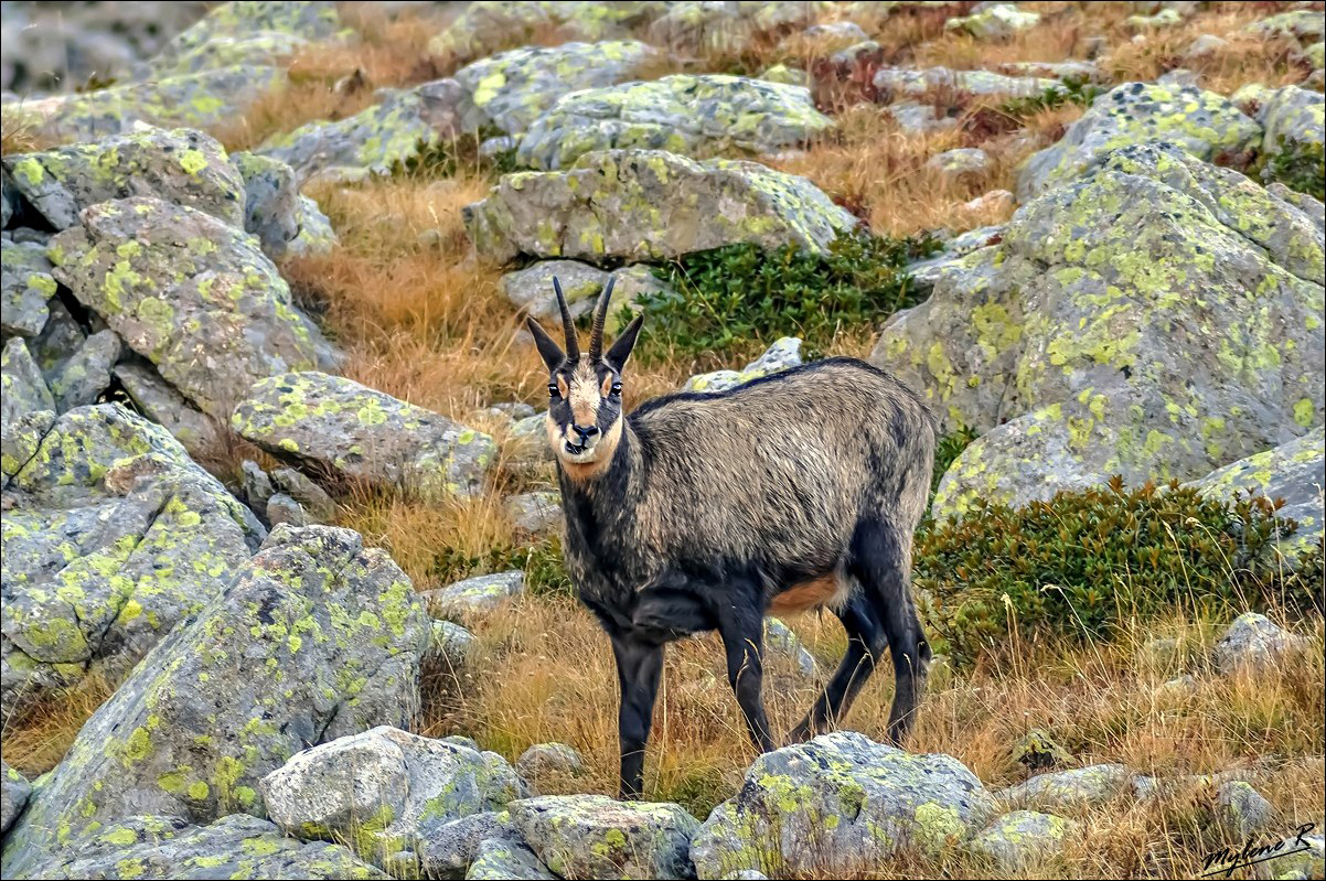 Chamois