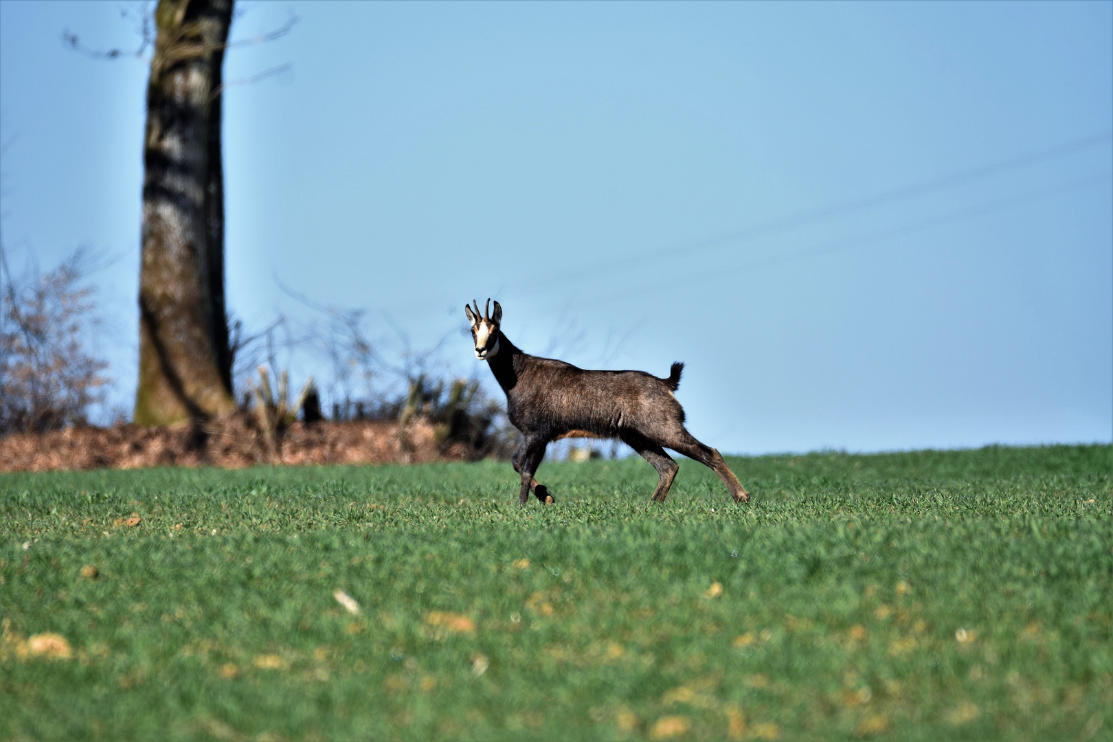 chamois