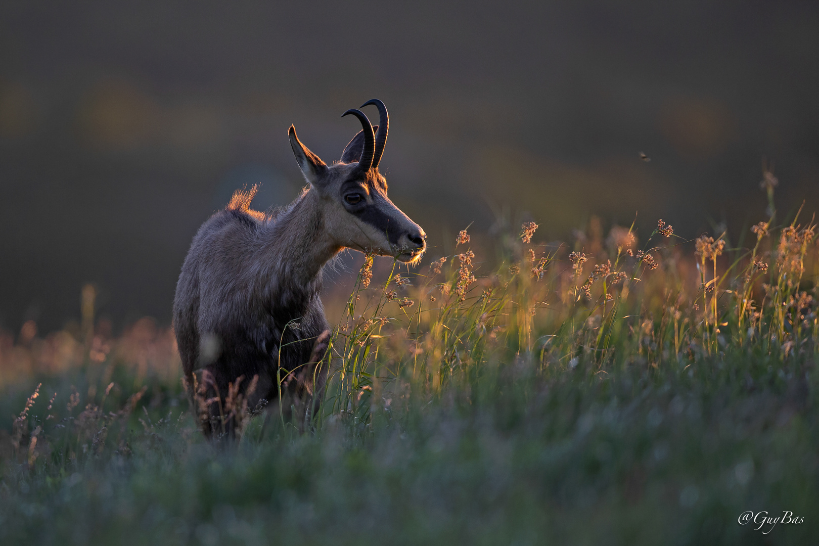 Chamois