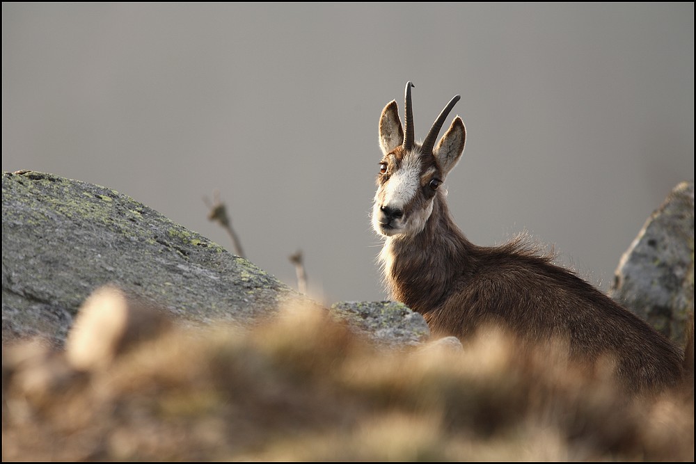 Chamois...