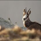 Chamois...