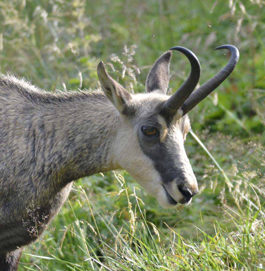 Chamois