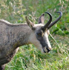 Chamois