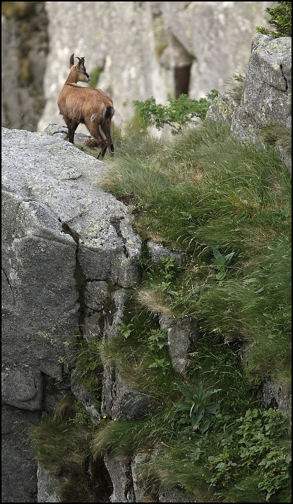 Chamois....