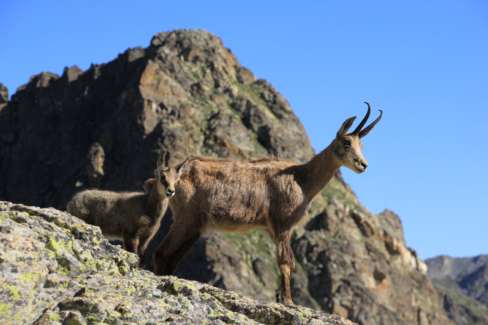 chamois