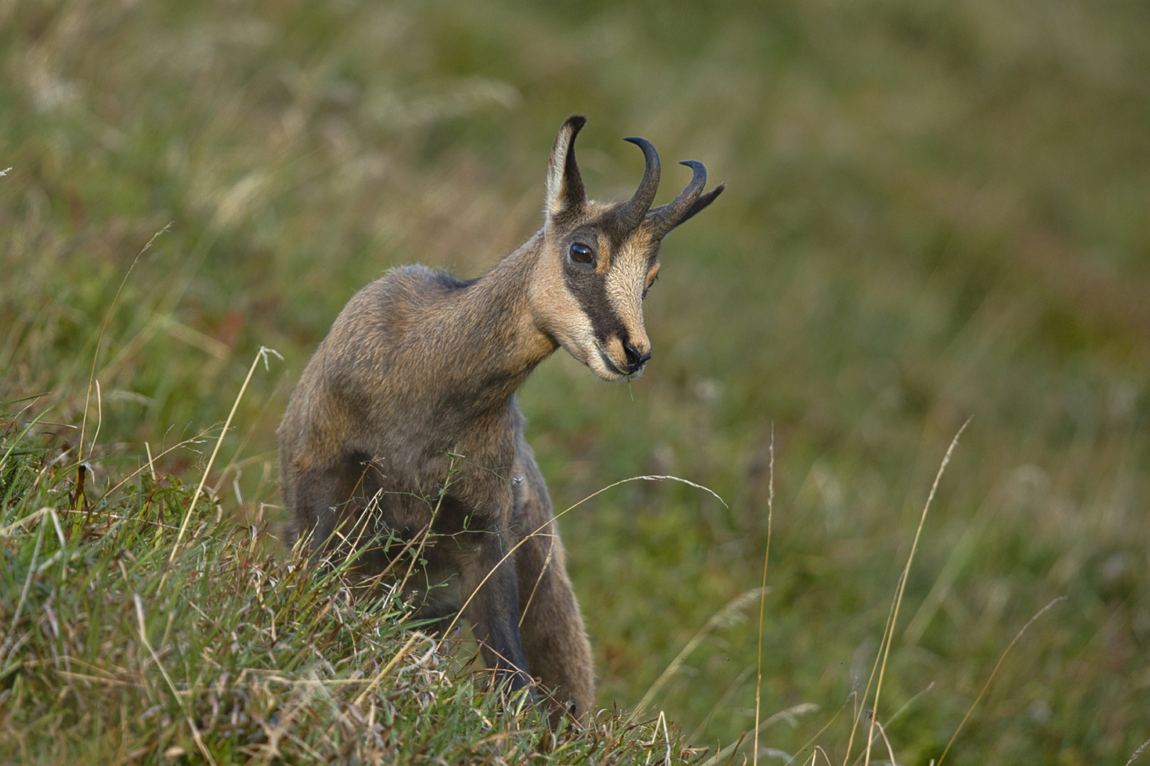 Chamois,