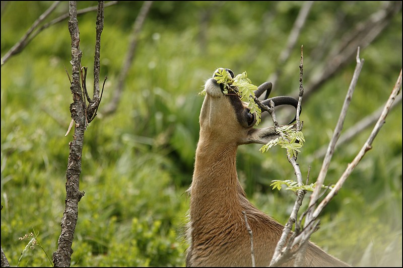 Chamois au repas.....