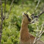 Chamois au repas.....