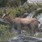 Chamois