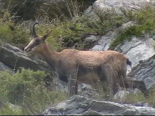 Chamois