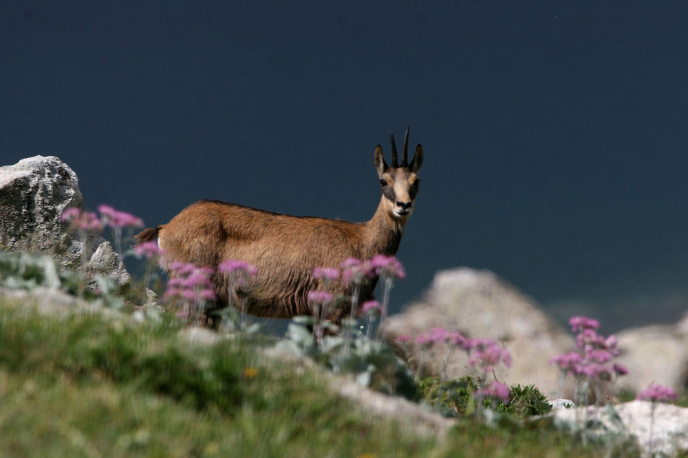 Chamois