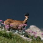 Chamois