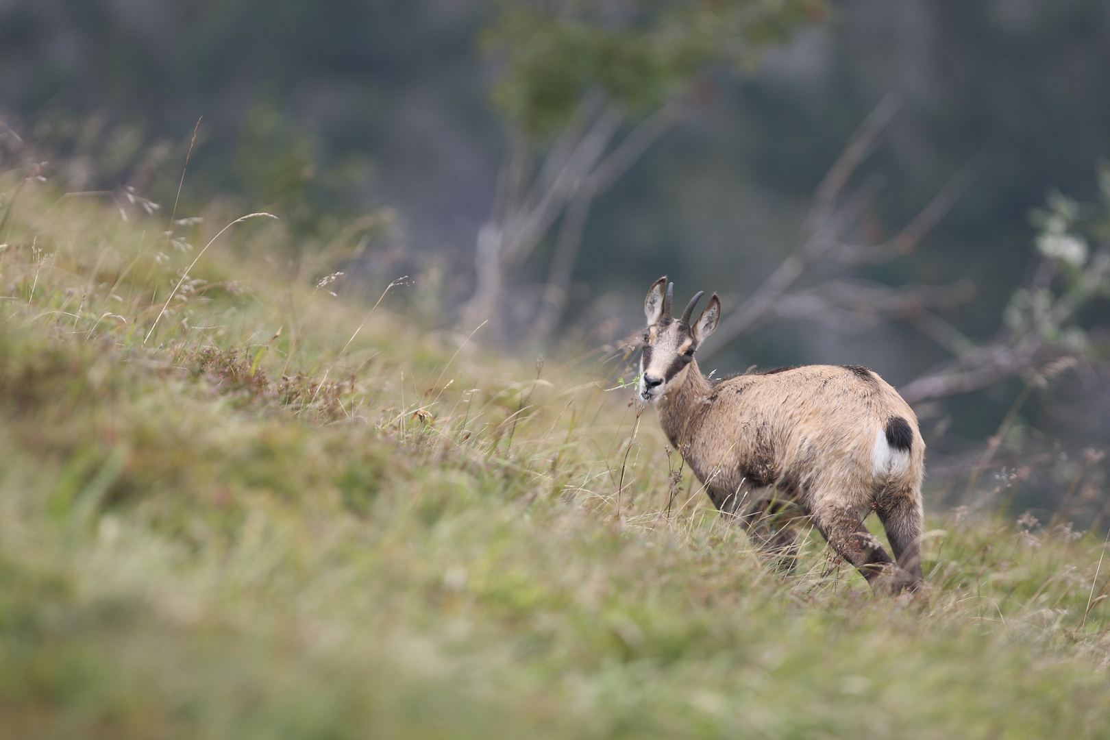 Chamois