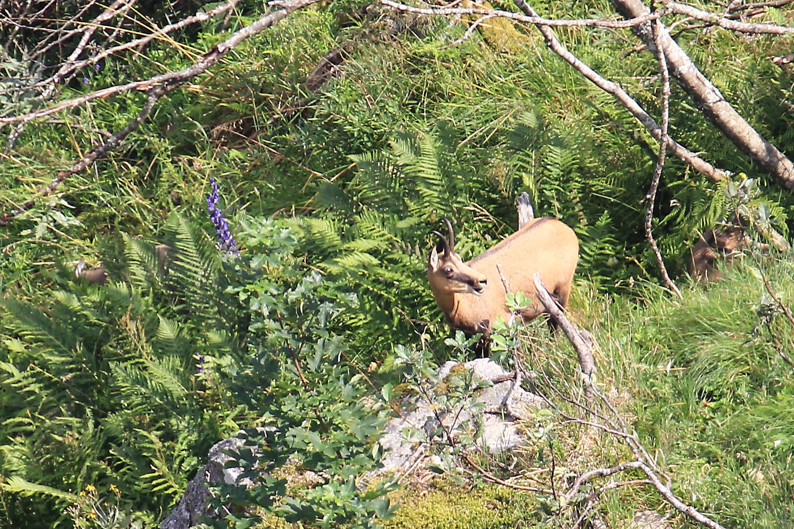 chamois