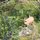 chamois