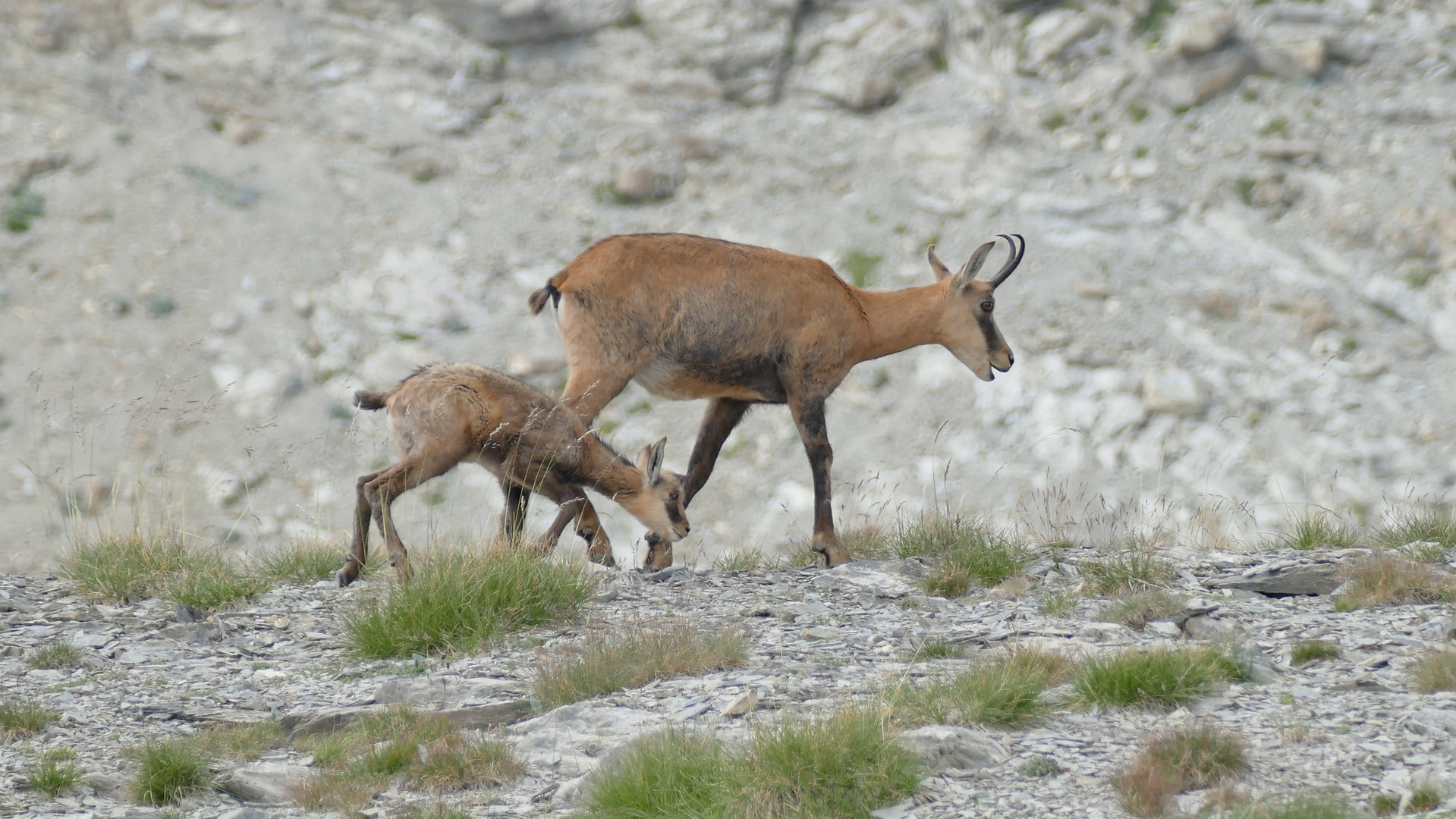 Chamois col d' Allos. Alpes de sud.