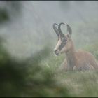 Chamois couché dans la brume