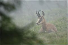 Chamois couché dans la brume