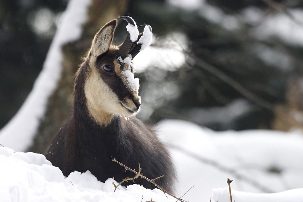 Chamois couché dans la neige