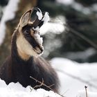 Chamois couché dans la neige