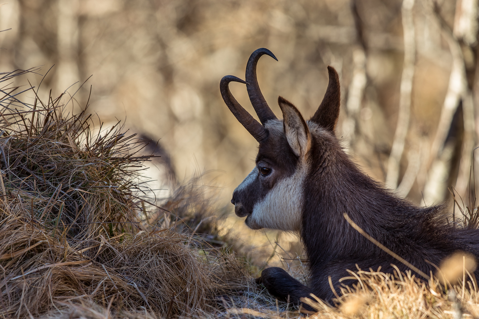 Chamois,