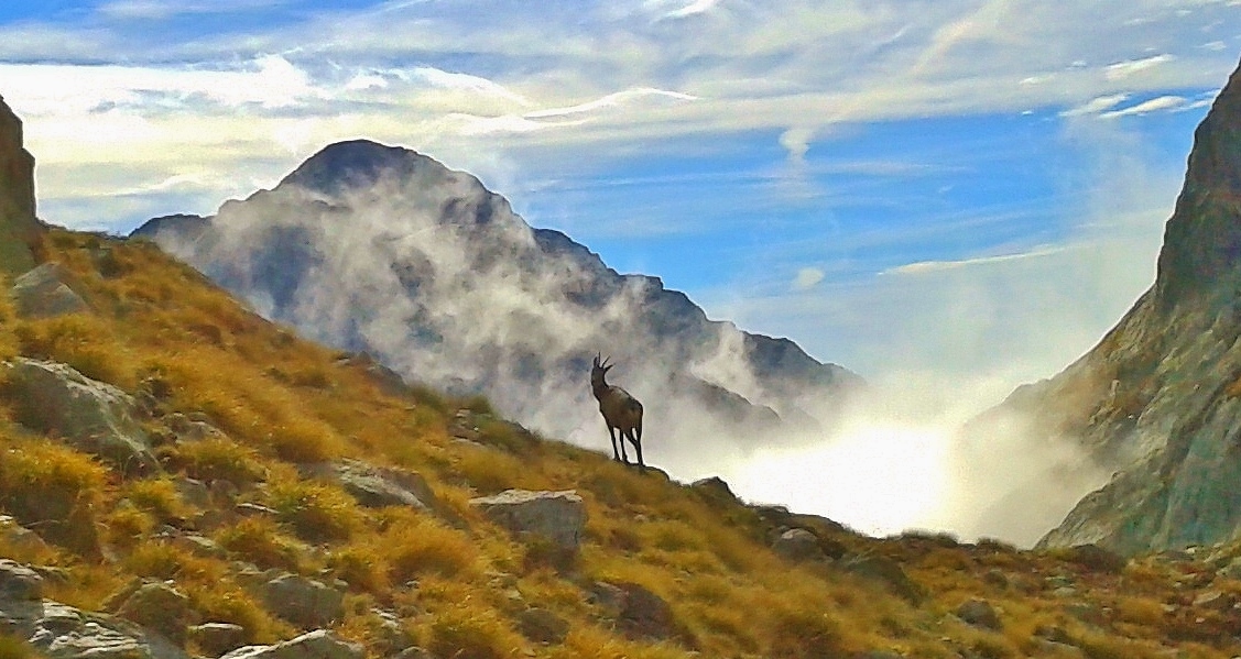 chamois dans la brume