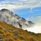 chamois dans la brume