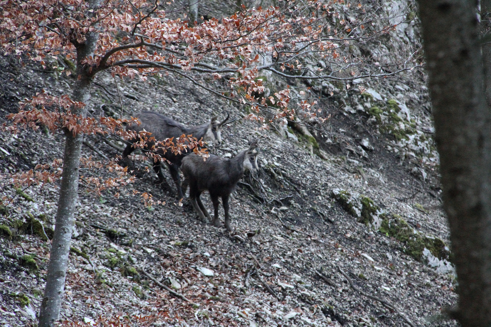 Chamois dans la forêt de Rochefort Neuchâtel