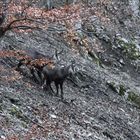 Chamois dans la forêt de Rochefort Neuchâtel