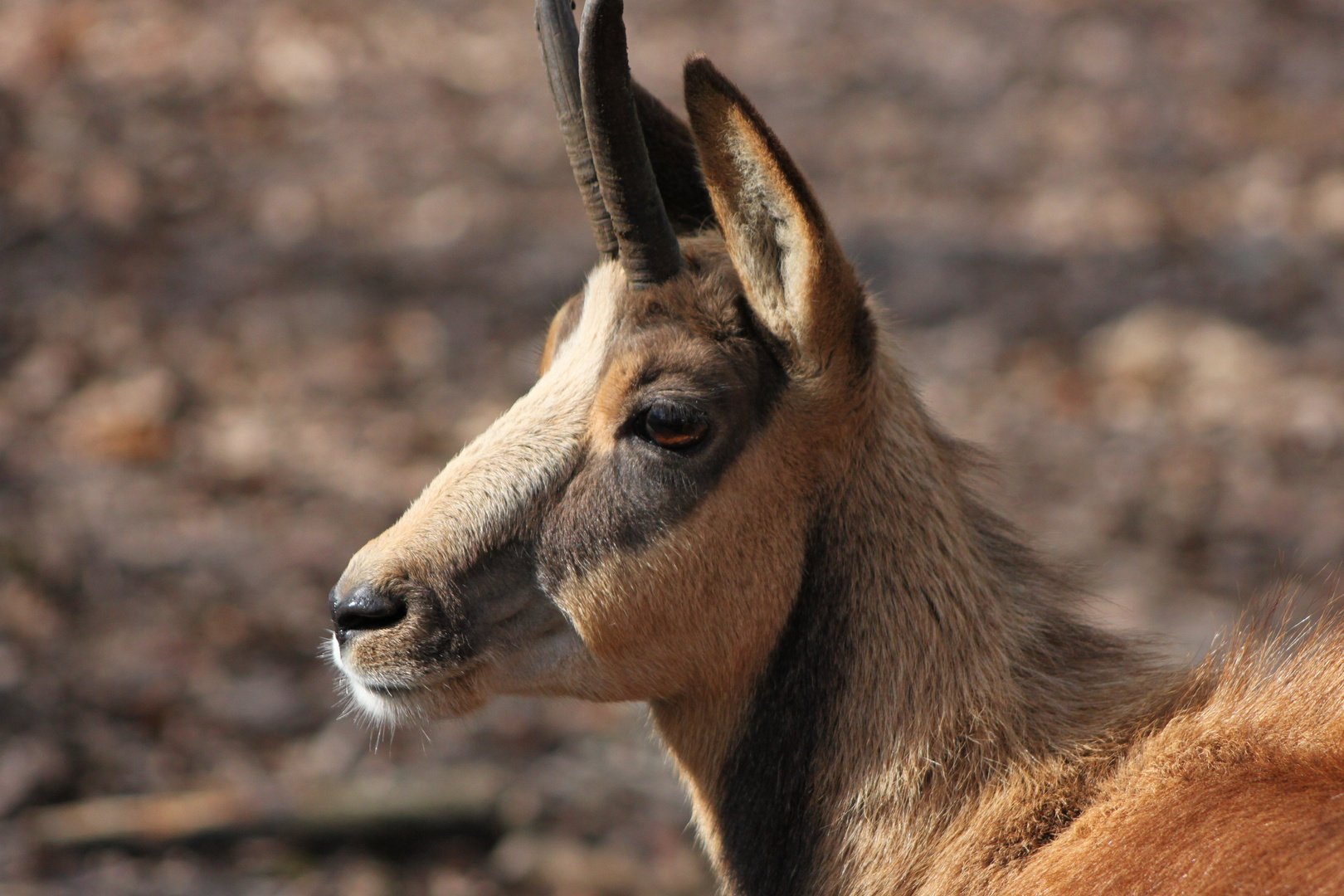 Chamois dans la vallée