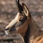 Chamois dans la vallée