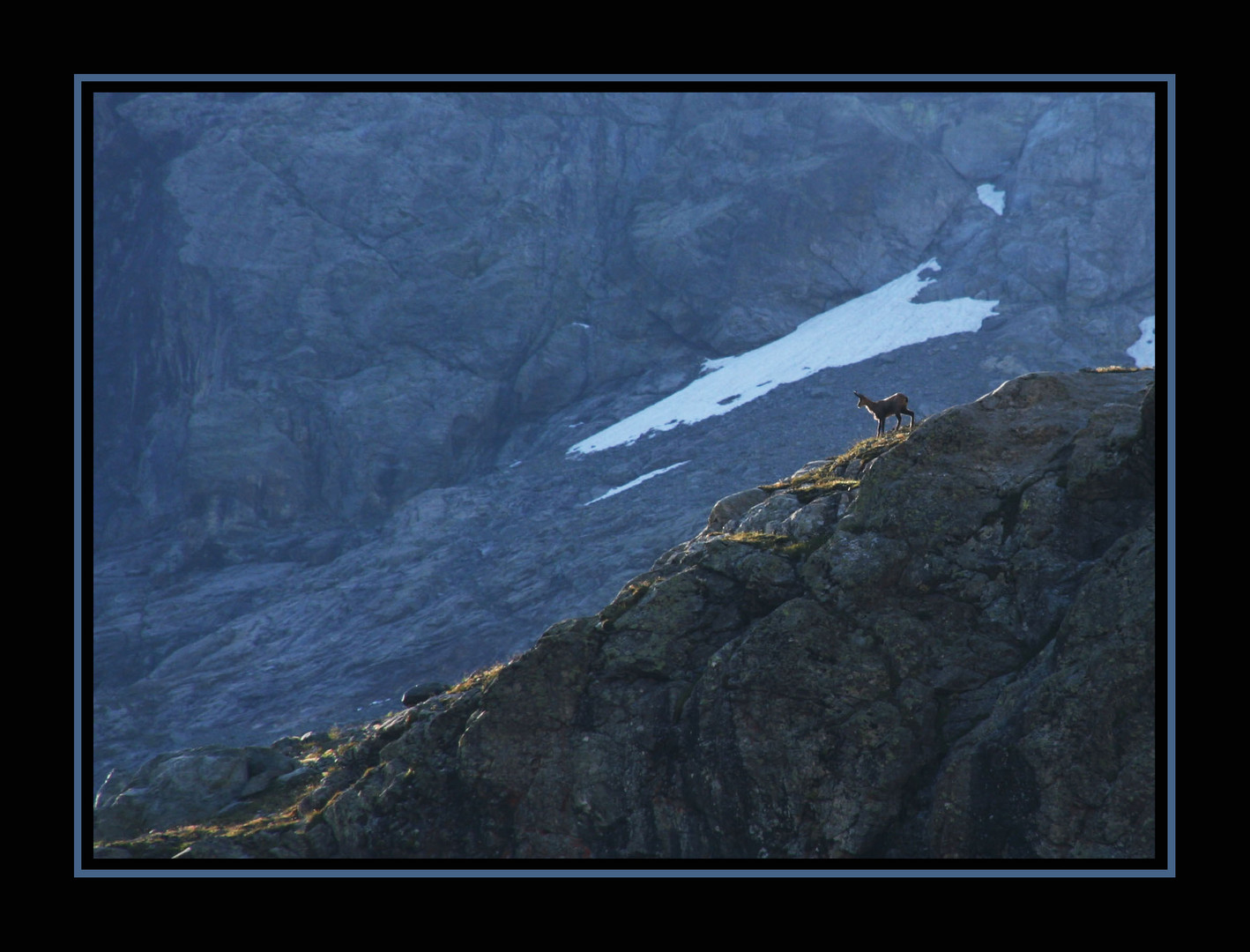 chamois dans le valgaudemar