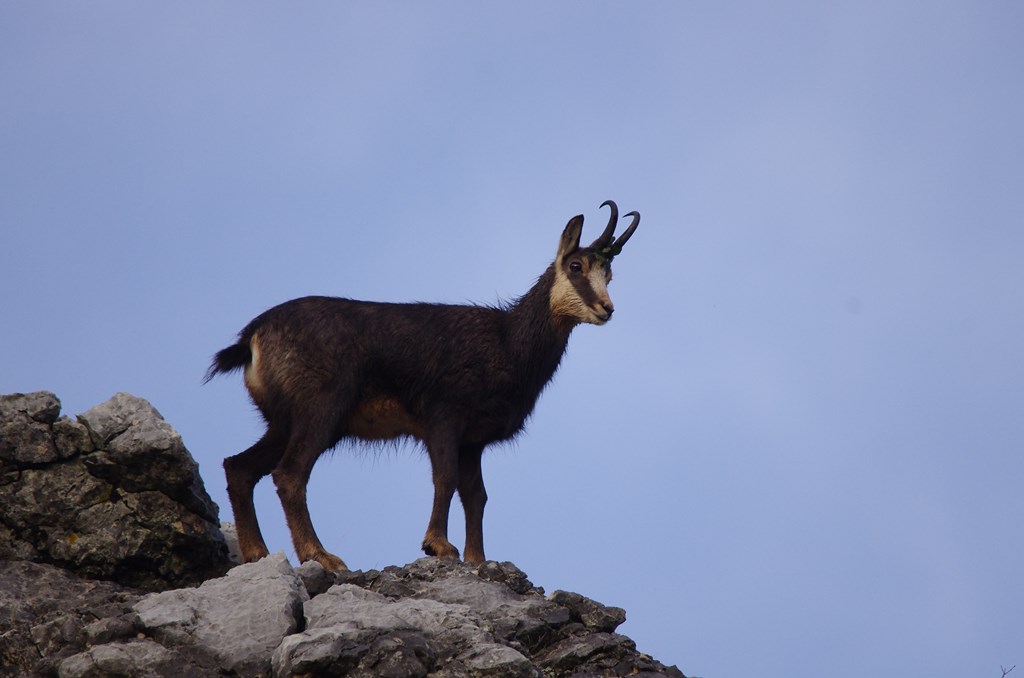 Chamois des Alpes de Haute Provence.