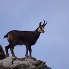 Chamois des Alpes de Haute Provence.