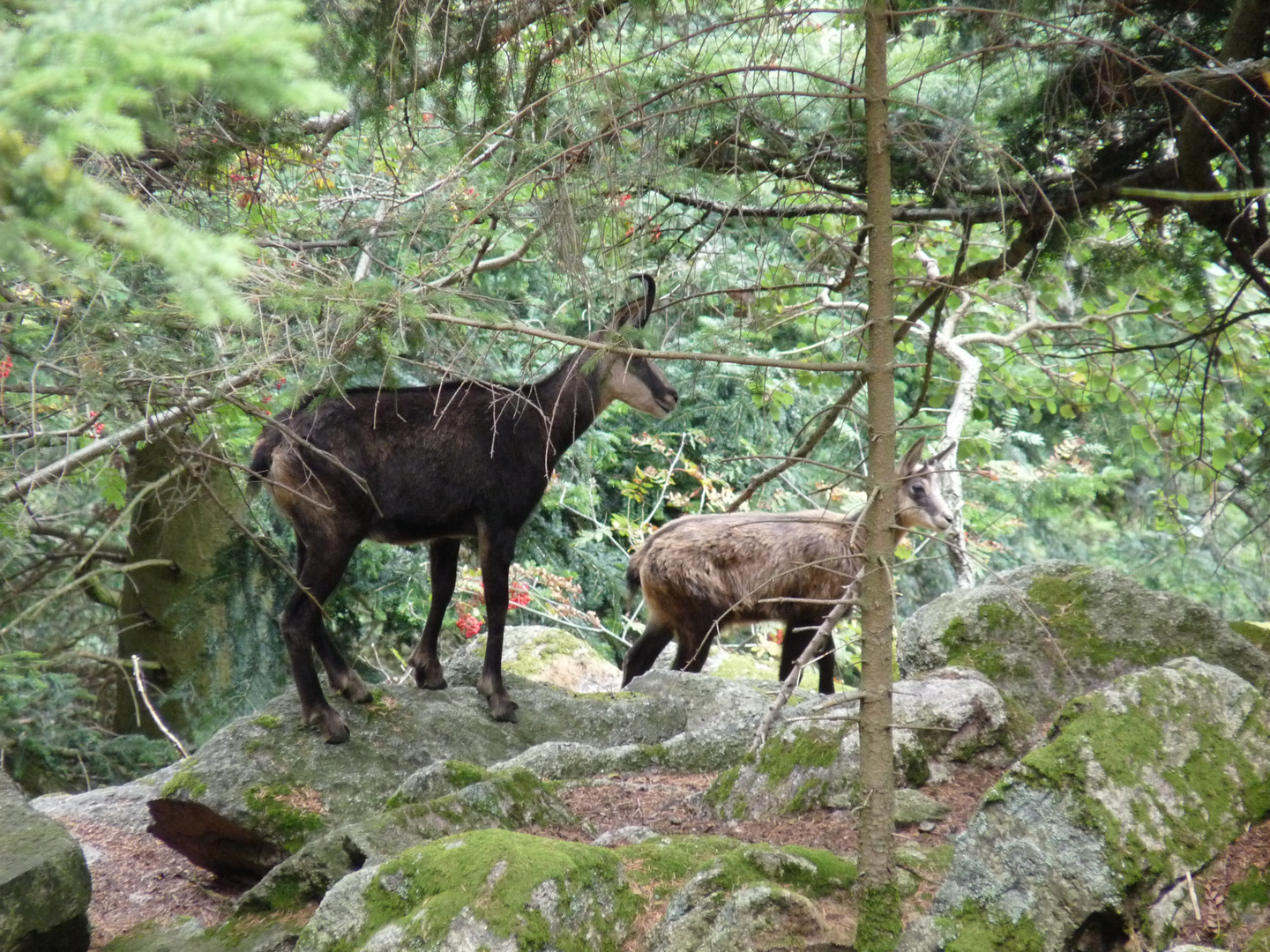 Chamois des Vosges.