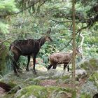 Chamois des Vosges.