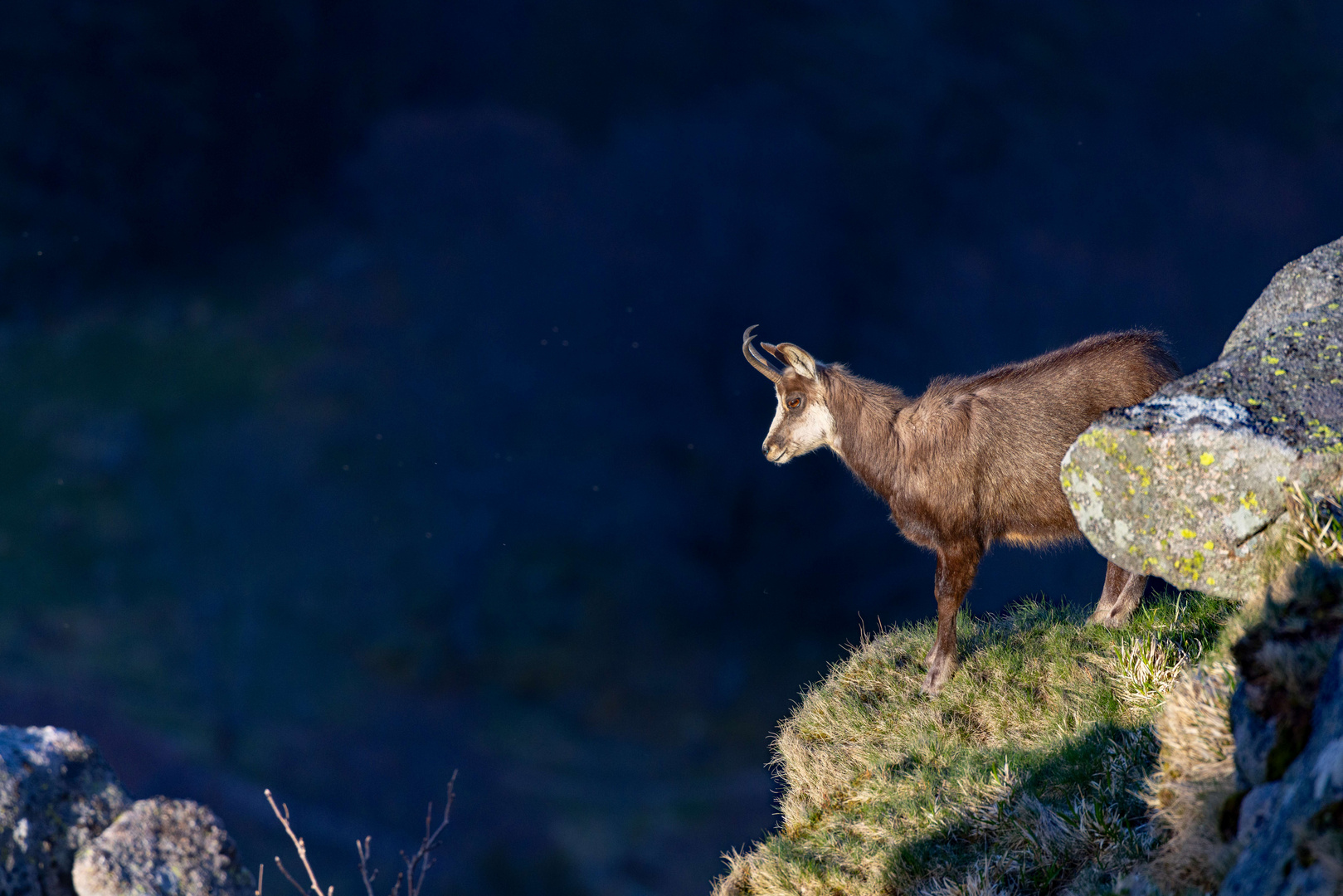 Chamois des Vosges